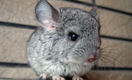 標準灰龍貓的簡介-標準灰龍貓的特點