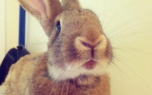 巨型花明兔怎麼養？巨型花明兔養殖方法