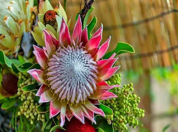 帝王花如何養殖？習性是什麼？學會這幾點帝王花養起來不難！