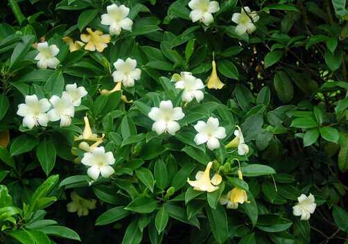 非洲茉莉對家居環境的影響-非洲茉莉的風水學應用