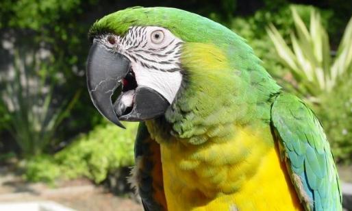 軍艦金剛鸚鵡的簡介軍艦金剛鸚鵡的產地