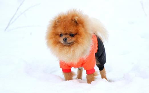 狗狗隨地大小便訓練狗狗定點排便之秘笈