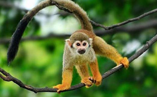 松鼠猴怎麼養？松鼠猴的習性