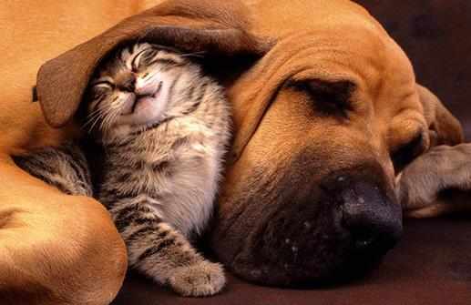 猫狗一起養的幾大好處，鏟屎官都懂，可就是花費太大了！