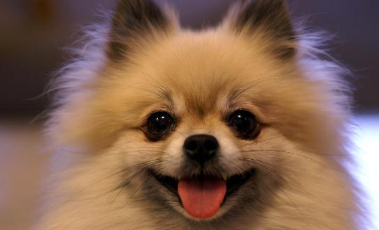 博美狗狗多少錢一條？博美犬怎麼訓練？