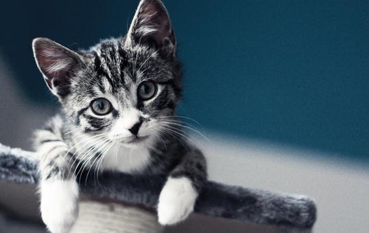 虎斑猫的簡介-虎斑猫怎麼養？