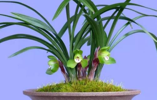 植物栽種之前給土壤進行消毒家庭養花土壤消毒的方法