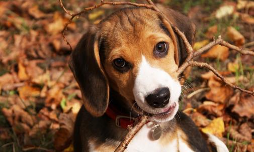 狗晚上能看見東西嗎狗狗的視力怎麼樣