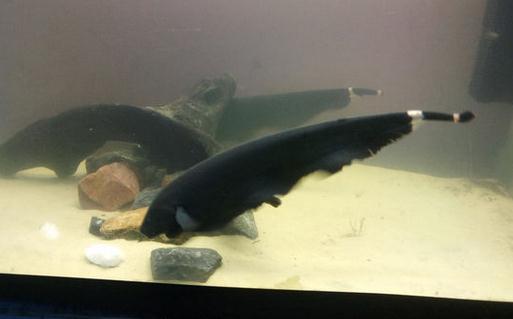 黑魔鬼怎麼養？黑魔鬼如何繁殖？