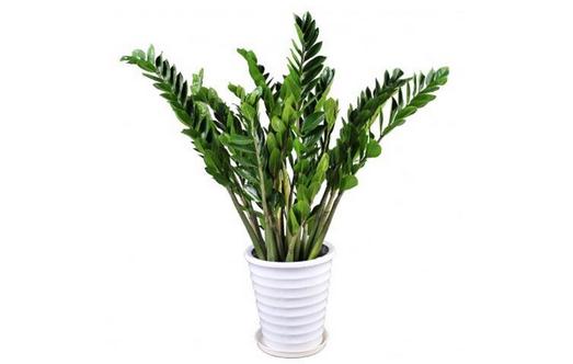 金錢樹的介紹-金錢樹怎麼養護?