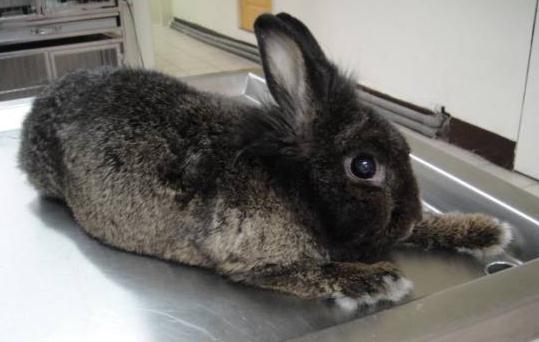哈瓦那兔怎麼養？哈瓦那兔的餵養方法