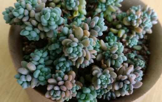 多肉十大美人系列胖成球的最好看