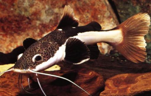 紅尾鯰怎麼養？紅尾鯰的飼養管道