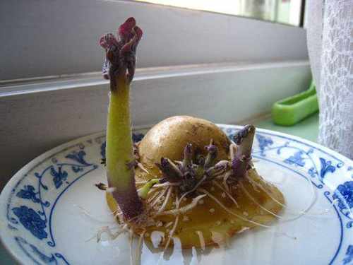 洋芋發芽不能吃了就得扔掉？四種巧用發芽洋芋的實用小妙招