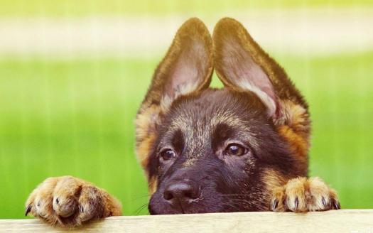 德牧多少錢能買到？德牧怎麼餵養？