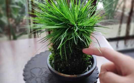 植物栽種之前給土壤進行消毒家庭養花土壤消毒的方法