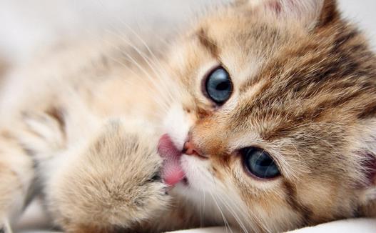 猫咪受傷出血了怎麼辦猫咪急救方法大全