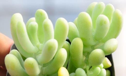 多肉十大美人系列胖成球的最好看