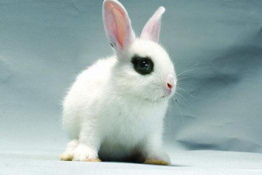 英種小型兔怎麼養？給英種小型兔吃什麼好？