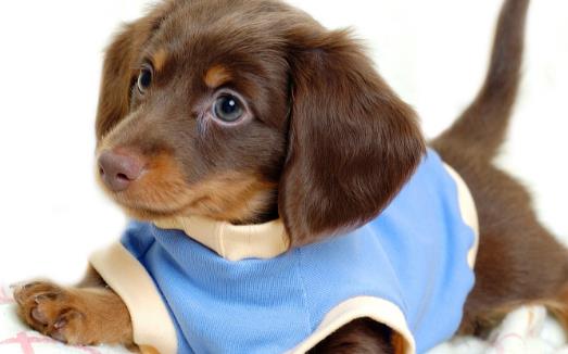 狗狗不可食用的食物初養幼犬須知