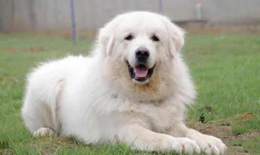 大白熊犬如何餵養？大白熊犬怎樣訓練？