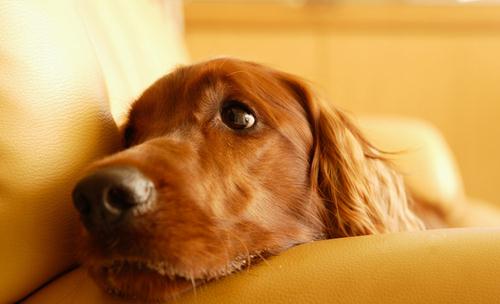 春季養狗需要注意什麼？