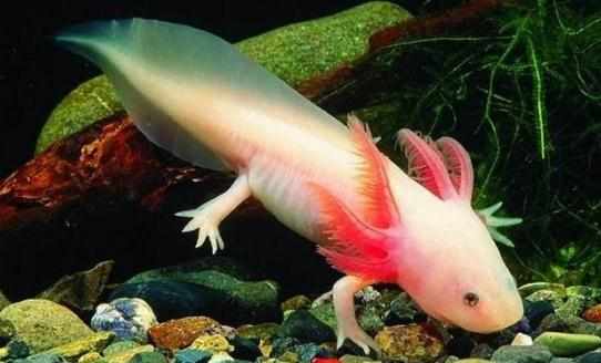 六角恐龍魚的體型特徵-六角恐龍魚的簡介