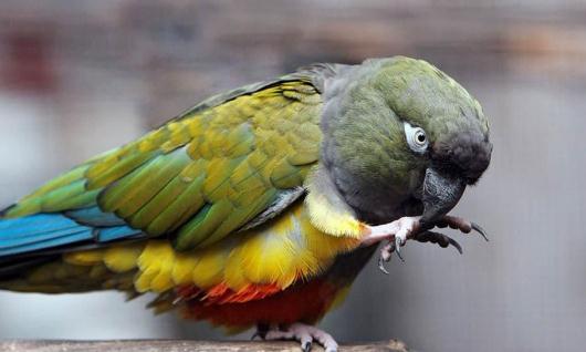 黑帽錐尾鸚鵡的簡介黑帽錐尾鸚鵡的產地