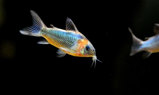 鼠魚怎麼樣？鼠魚的品種介紹