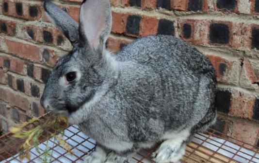 青紫藍兔對生活環境有什麼要求？