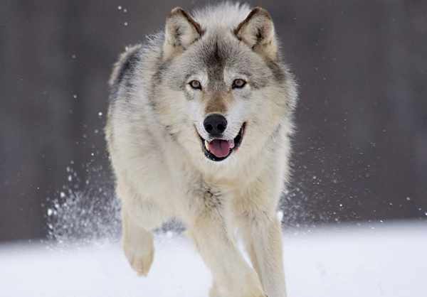 揭開冰河時期倖存者北極狼的神秘面紗