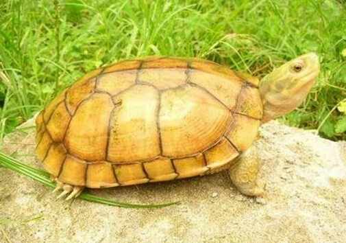 金錢龜的介紹-金錢龜怎麼養？