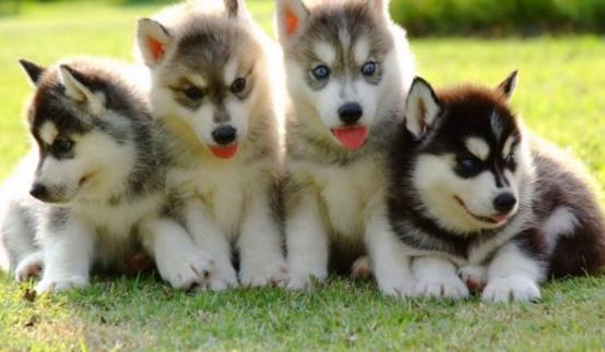 狗狗不配合打針怎麼辦給狗狗打針吃藥的方法