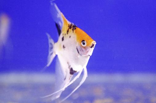 天使魚怎麼養？天使魚有什麼品種？