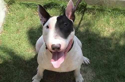 梗犬是什麼樣的？梗犬怎麼養？