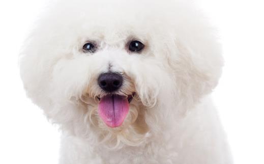 狗狗嘔吐狗狗嘔吐腹瀉治療方法