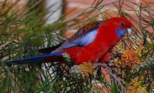 深紅玫瑰鸚鵡如何飼養？深紅玫瑰鸚鵡的價格