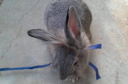 英國斑點兔怎麼養？英國斑點兔的產地