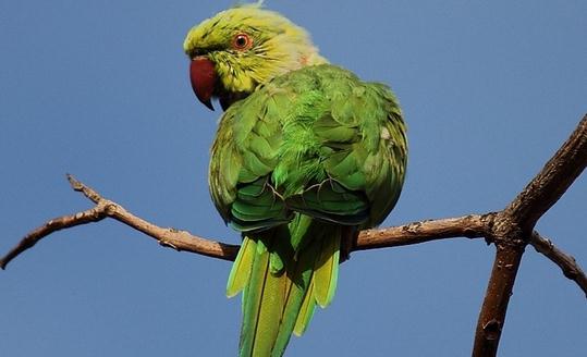 環頸鸚鵡的簡介環頸鸚鵡的產地