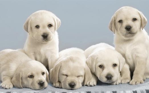 狗在家裡的適宜溫度是多少新生小狗應注意保溫