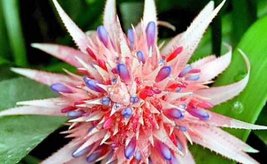 粉鳳梨怎麼養？粉鳳梨是怎樣的？