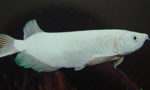 一點兒龍魚吃什麼？一點兒龍魚怎麼養？