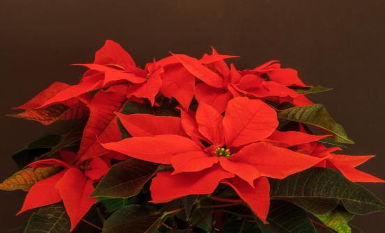 這4類花草養在家裡等於不要命