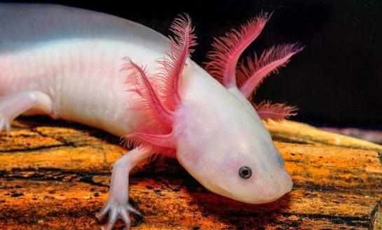 六角恐龍魚吃什麼?六角恐龍魚怎麼養?