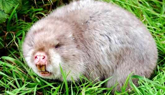 竹鼠怎麼養？竹鼠的價值