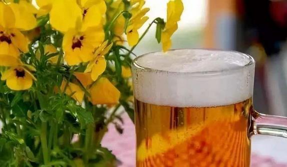 啤酒的15條生活妙招妙用啤酒擦玻璃、洗刷鍋底、澆花、洗衣、做飯