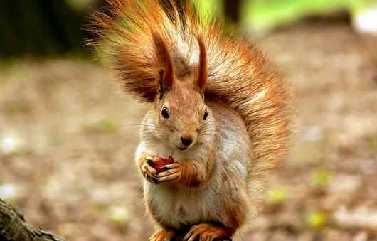 黃山松鼠怎麼養？黃山松鼠的形態特徵