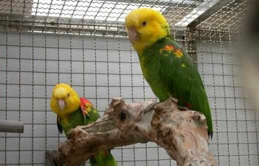 雙黃頭亞馬遜鸚鵡的簡介雙黃頭亞馬遜鸚鵡的產地