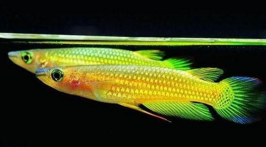 鱂魚的品種介紹-鱂魚怎麼樣？