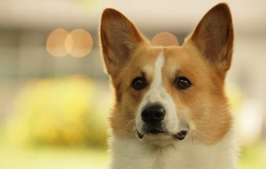 給狗狗梳毛的技巧狗狗梳毛的好處